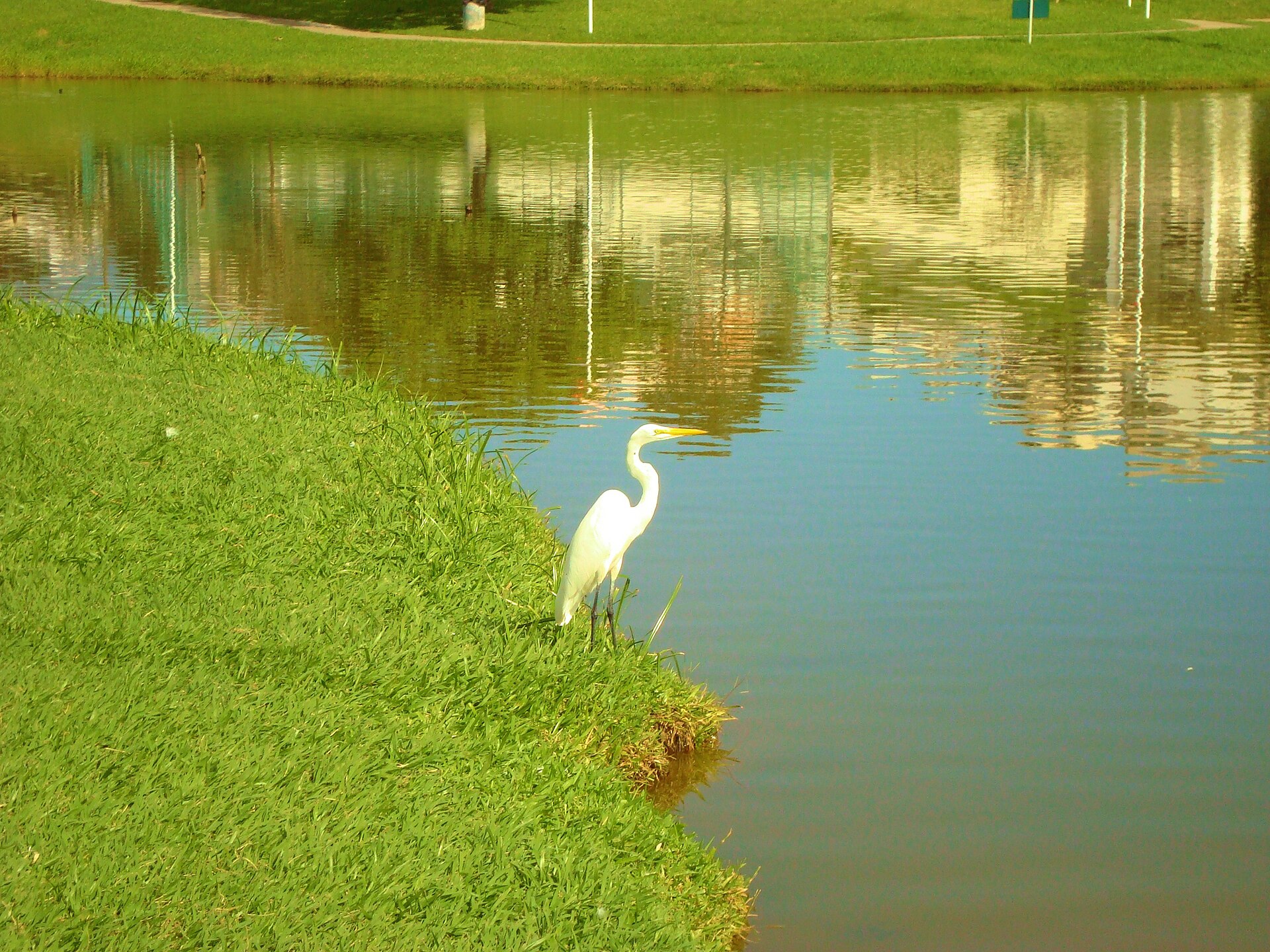 Garça na margem do lago, dentro do bairro planejado. Foto: Mauro Soares (CC BY-SA 3.0)